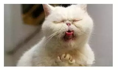 扁桃体也会长结石？！这是一条有味道的科普