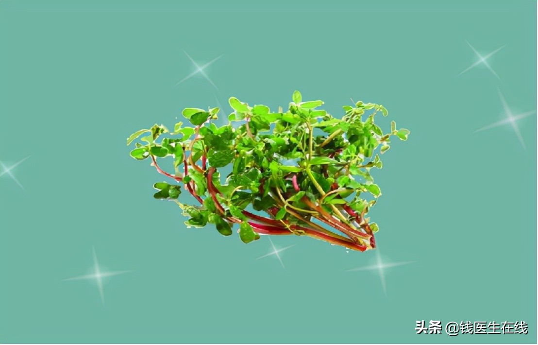 “野菜”马齿苋，有5方面的药理作用，但3类人最好不要吃