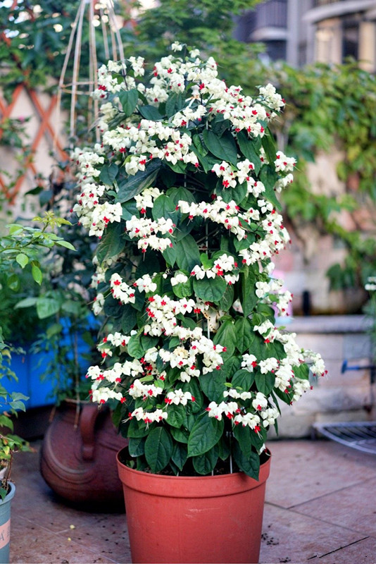 九龙吐珠手术示意图(九龙吐珠菲律宾手术)_友友