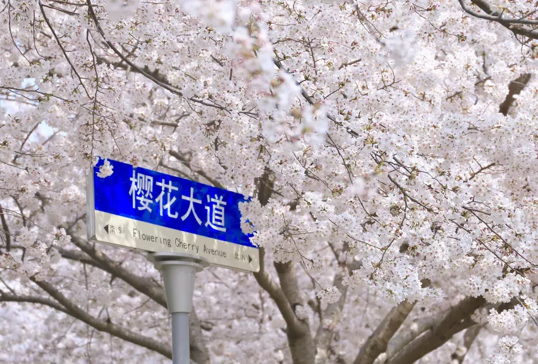 开学了，去青岛最美大学去逛一逛吧，个个堪比5A级景区