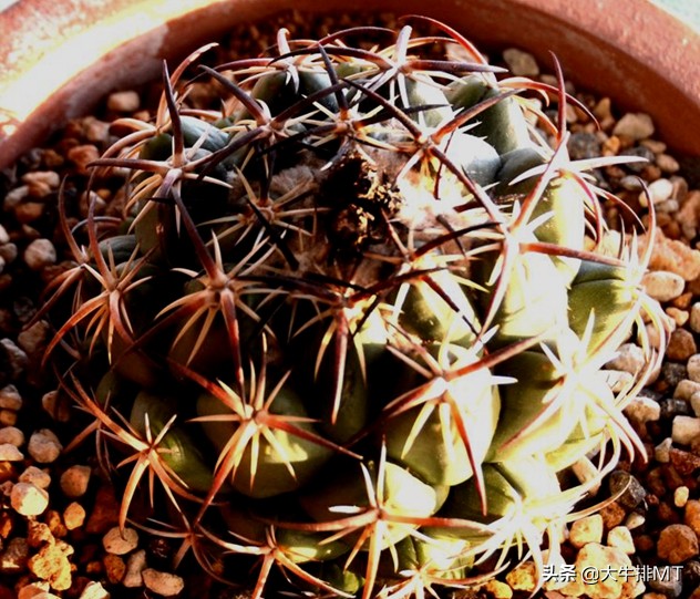 顶花球之王-----钢钉Coryphantha tripugionacantha