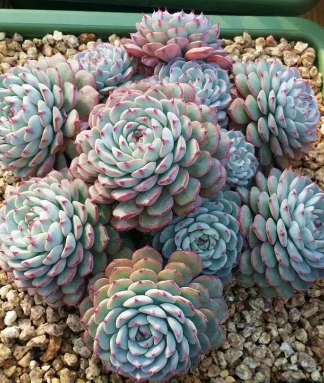 多肉的花语你了解的有多少
