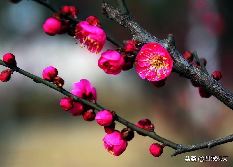 梅花是什麼顏色(江梅宮粉大紅硃砂玉蝶綠萼灑金照水龍游) - 百百科