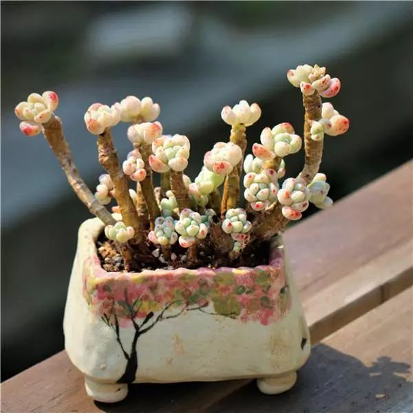 劳尔图片头像壁纸(多肉植物劳尔,凝脂莲,罗琦分不清?