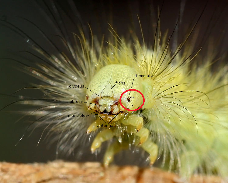 蜘蛛有几个眼睛(被一只蜘蛛八只眼睛盯上,想想就很可怕!