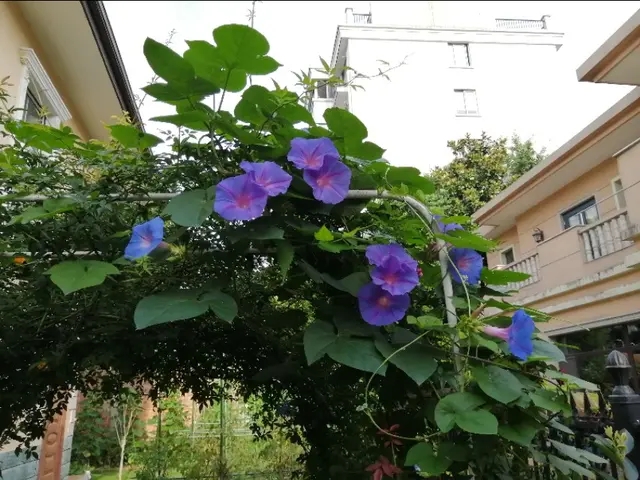 家有一小院，有花草果蔬陪伴朝暮，这样的生活内心富足安逸！