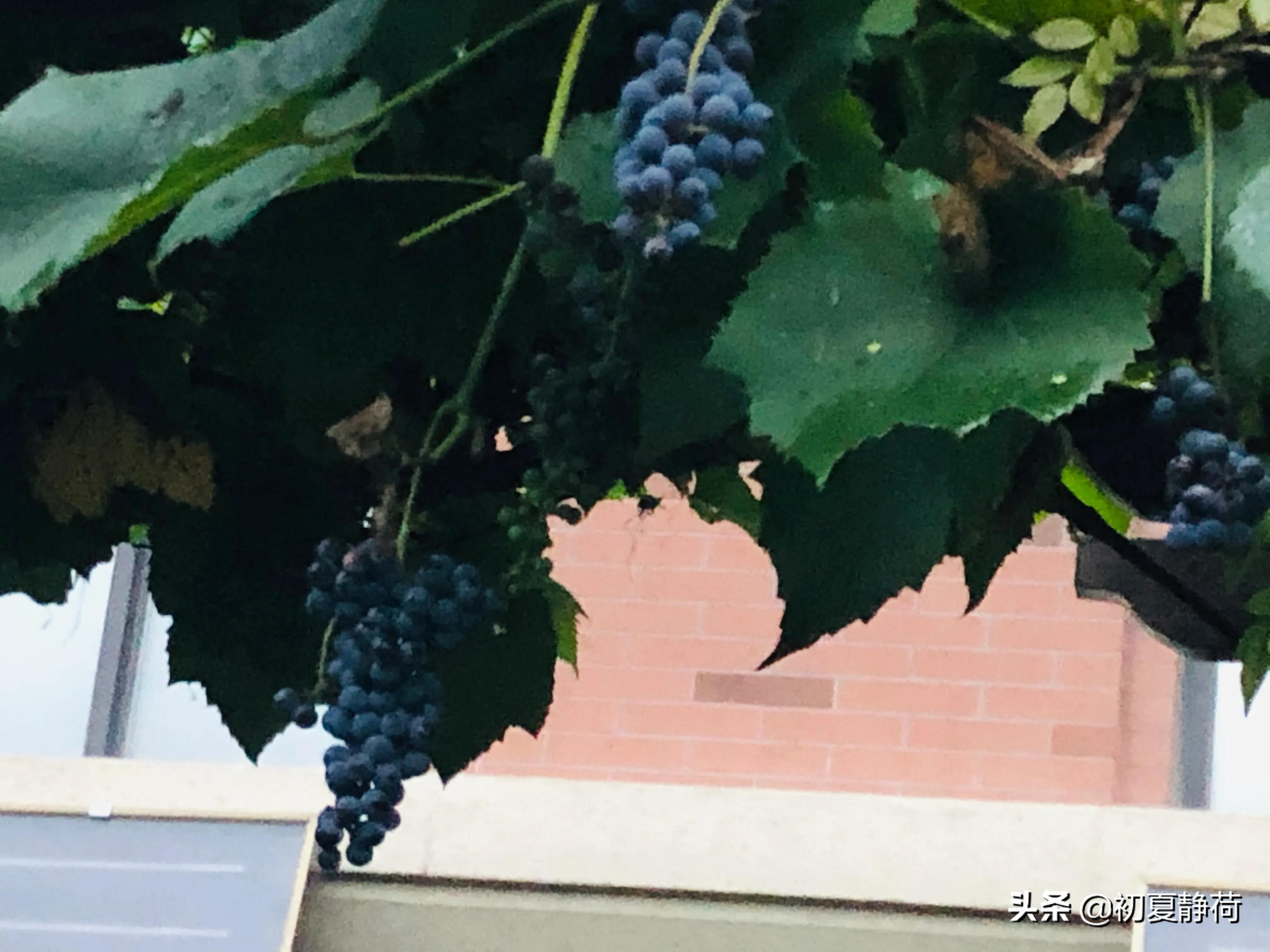 秋雨的深情，都藏在了花中，傍晚随笔