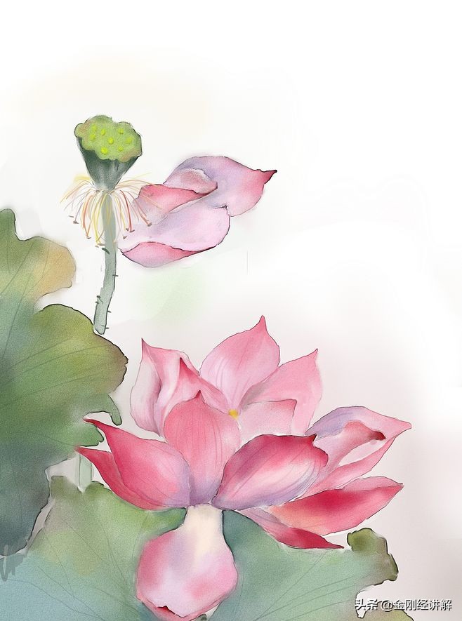 莲花与佛教的关系