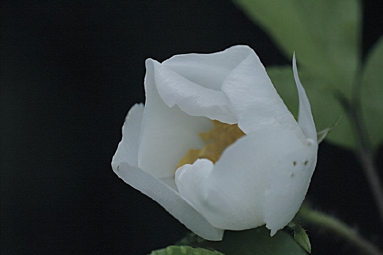 荼蘼花图片,