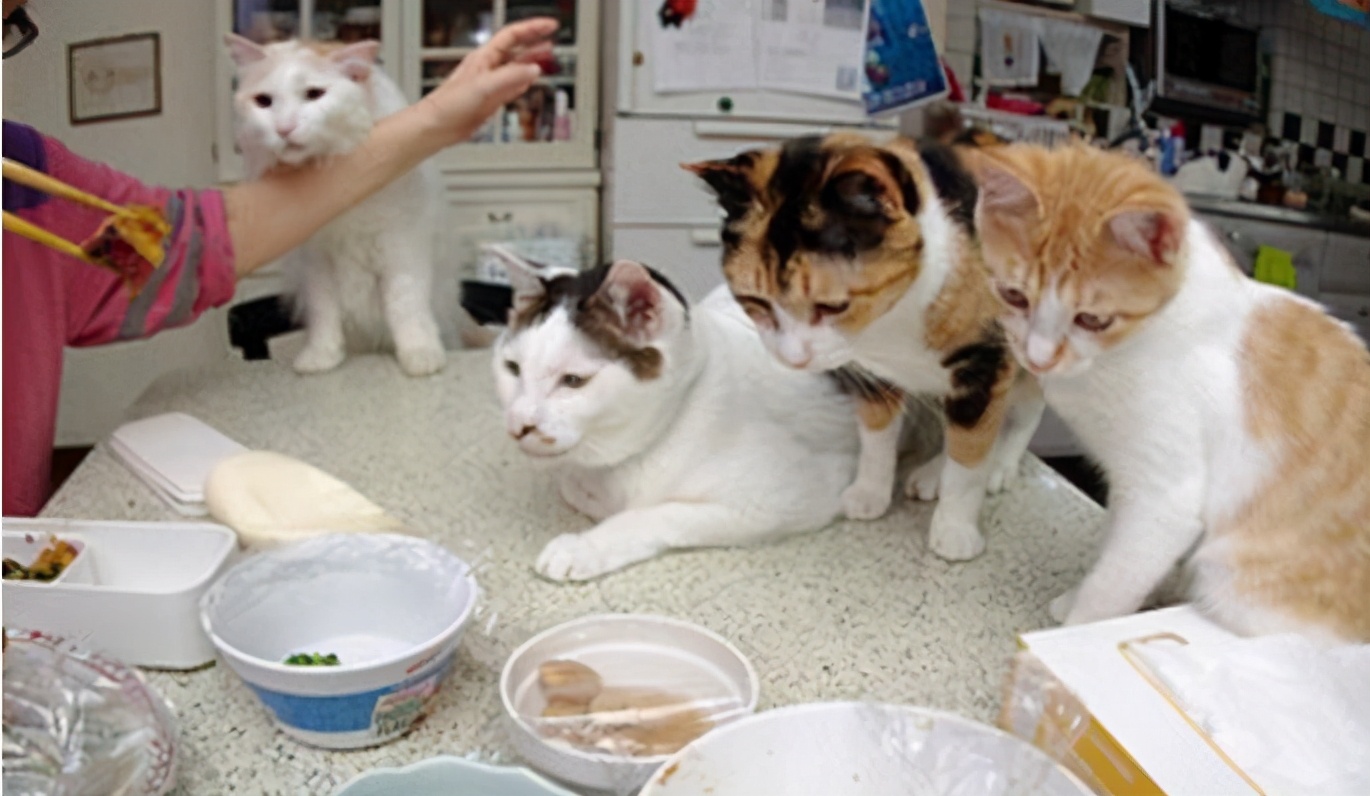 猫咪有泪痕，记住“三不吃、五多吃”，跟泪痕说再见