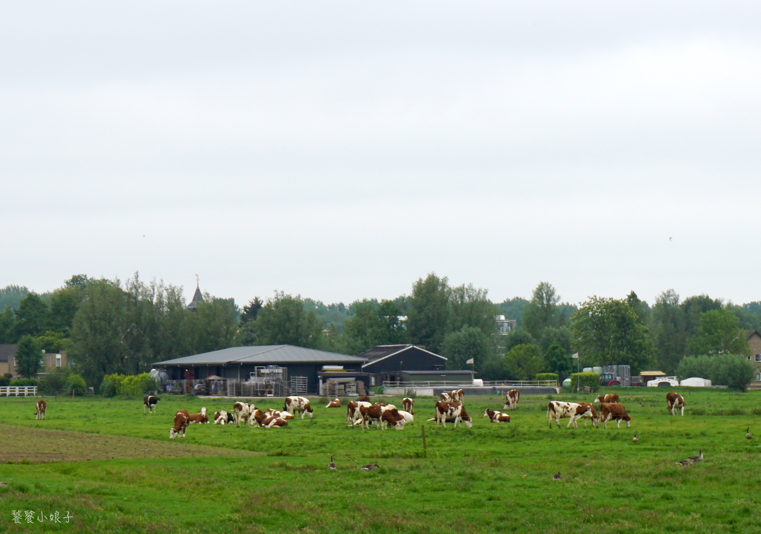 荷兰为什么被称为水之国(荷兰为什么被称为水之国花之国牧场之国和