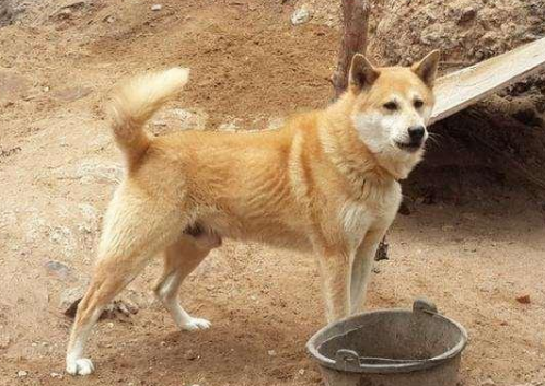 中華田園犬並不土,這幾種