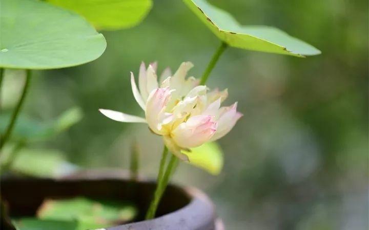 红五图库真精华布衣5(这花爱晒日光浴，浇水就能长，三伏天都没在怕)