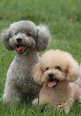 世界上最聪明的狗排名，边境牧羊犬最会察言观色