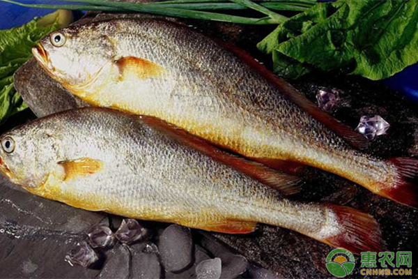 2020黄花鱼价格多少钱一斤？养殖黄花鱼能赚钱么？