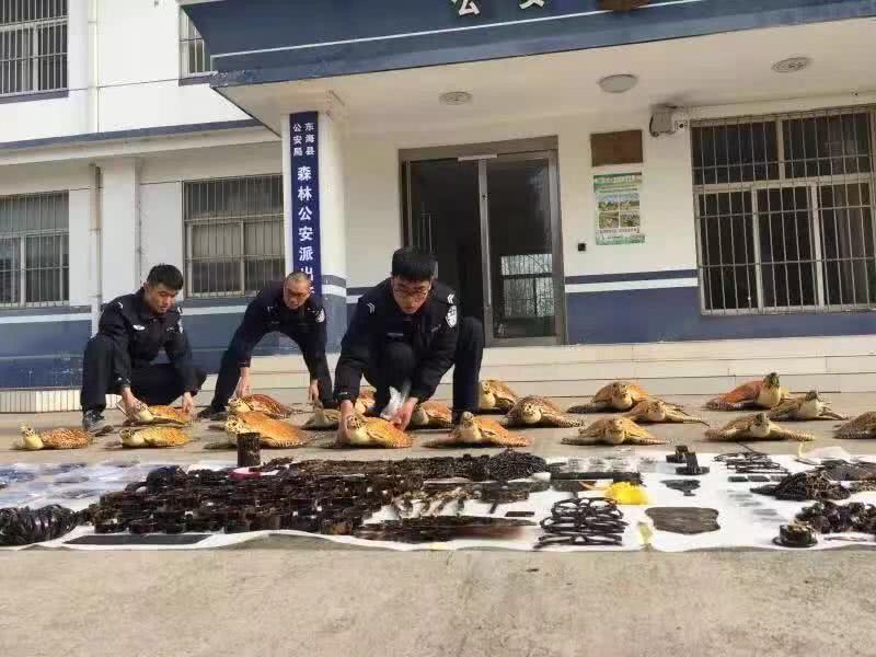 连云港市破获一起贩卖玳瑁标本案，涉案玳瑁超百只