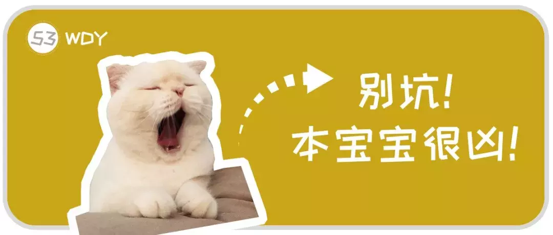 给猫咪看病那么贵,宠物医院做的这些检查项目到底有没有用?