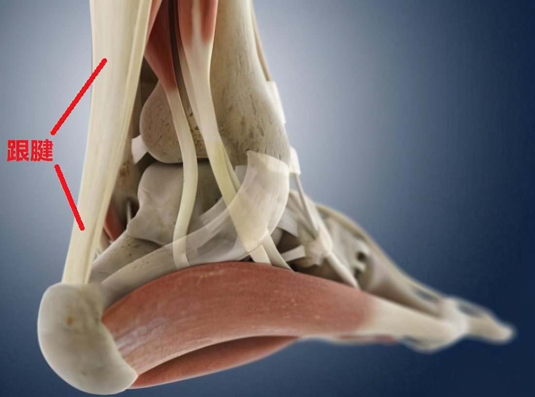 跟腱断裂后是否要进行手术治疗