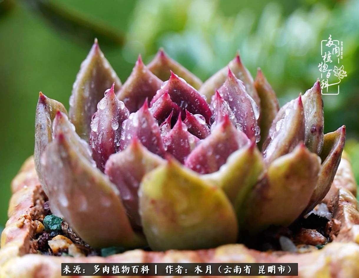 比利时玫瑰老桩怎么养忌讳什么「科普」 -骁龙网