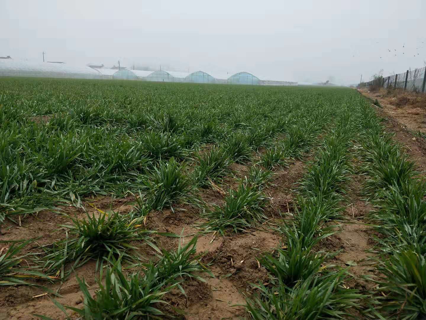 小麦撒尿素的最佳时间（抓住三个时机小麦穗多产量还高）