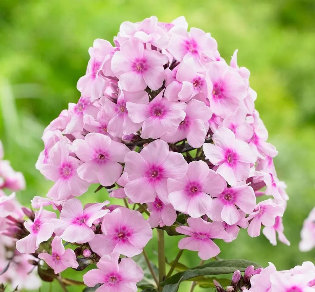 宿根福禄考花期什么时候（夏季里最佳的观花植物）