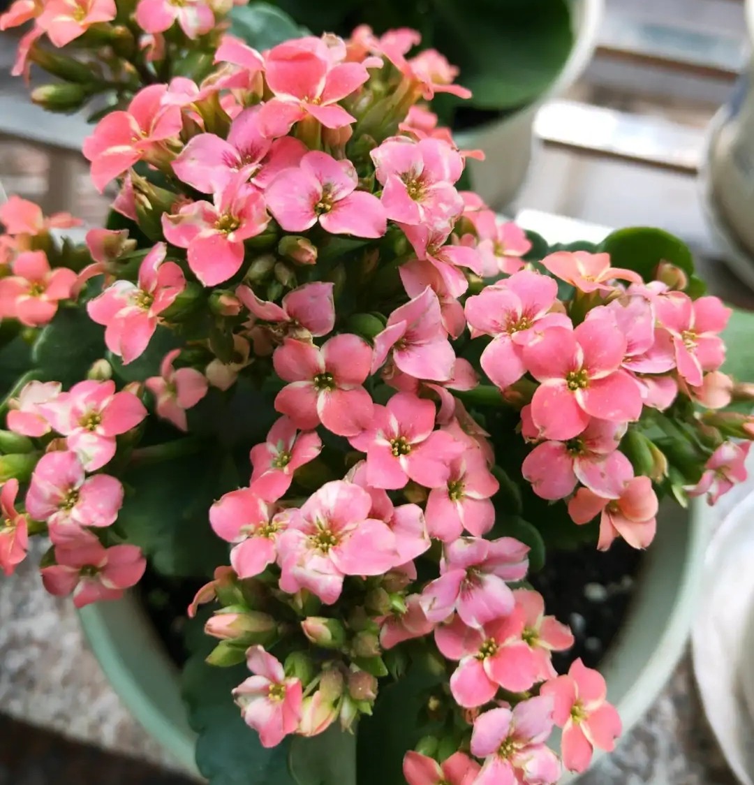 5种非常优秀的长寿花品种(长寿花最名贵最好看的品种) - 泉兴百科