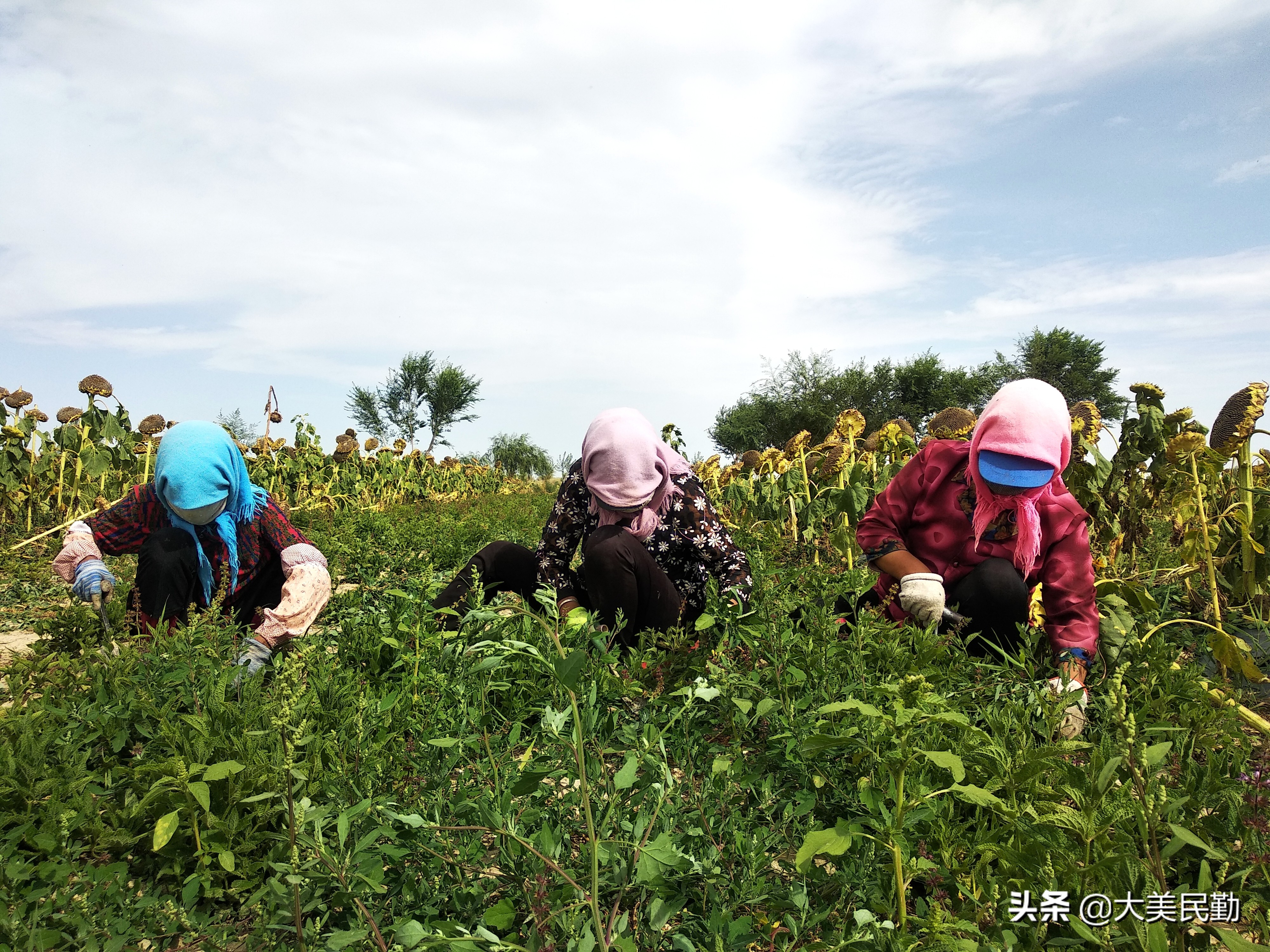 民勤县大坝镇：小小螺丝菜  撑起致富梦