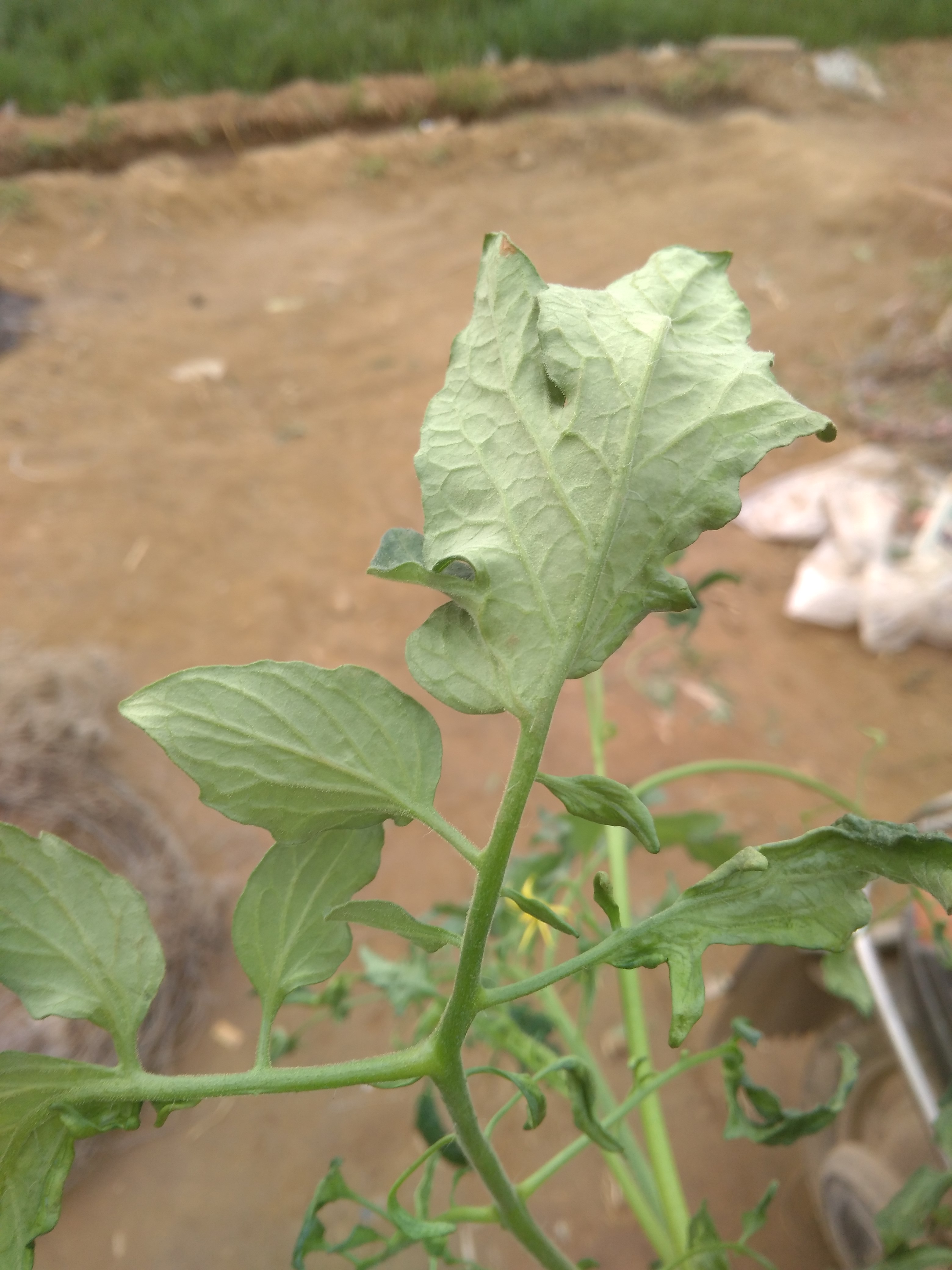 西红柿生长周期多少天（番茄的4个生长期特点）