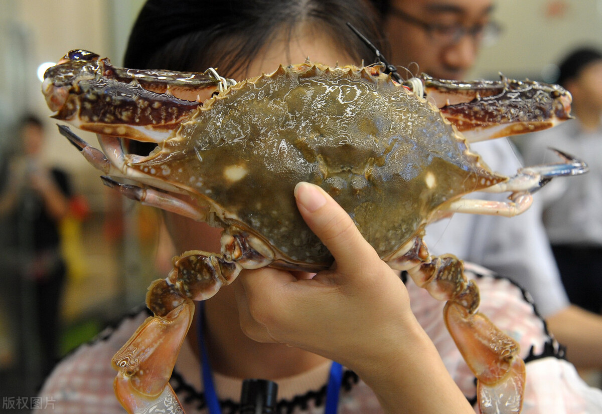 海鲜价格大涨30%，淡水鱼也在大涨，牛蛙一斤赚10元，咋回事？