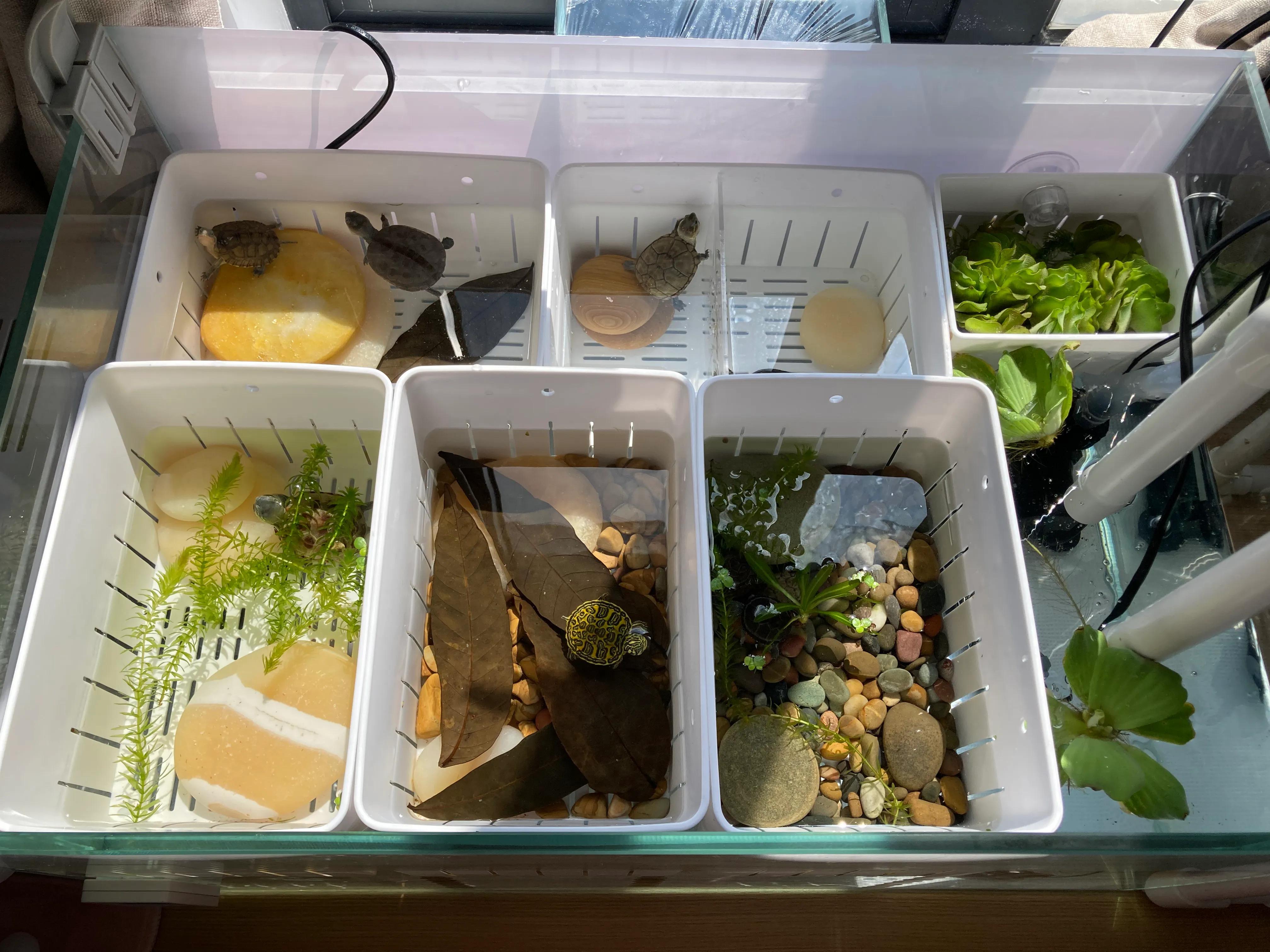 巴西龟幼龟冬天怎么养比较好「干货」 -骁龙网