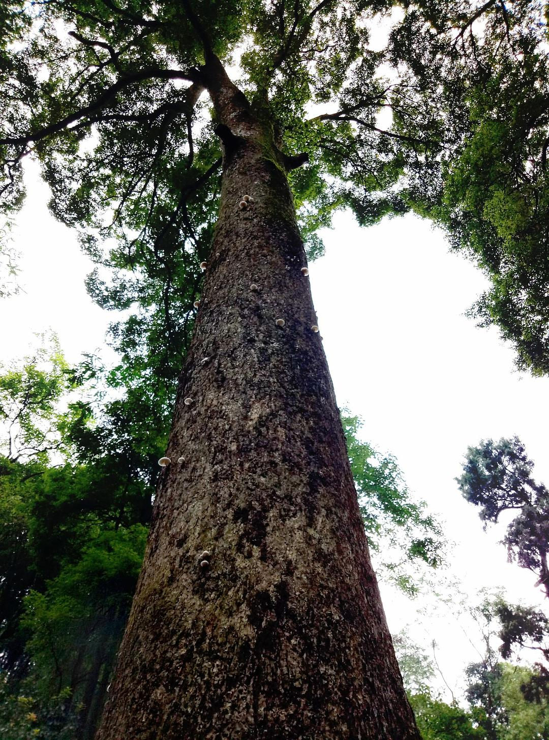 楠木图片大全(金丝楠木价格为何昂贵的原因)