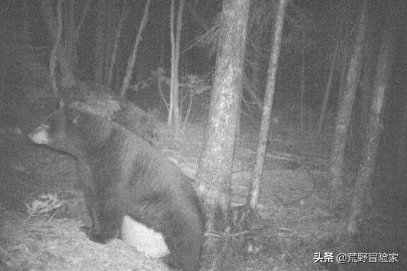 加拿大狩猎大黑熊，体验一次荒野猎人！七天六夜挑战不一样的旅行