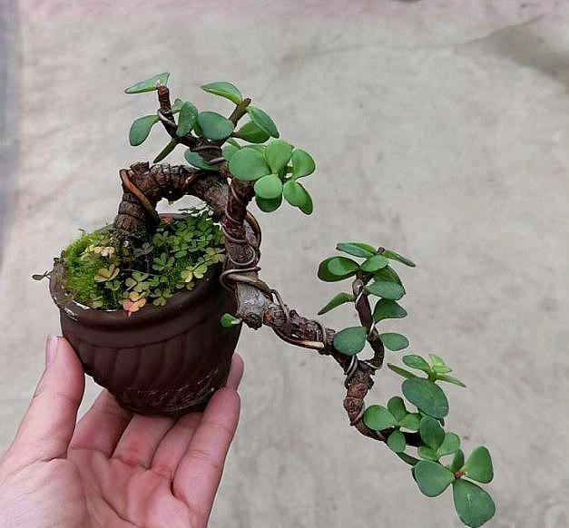 盆栽金枝玉叶,3个"小动作",叶片饱满有光泽,轻松变成美盆景