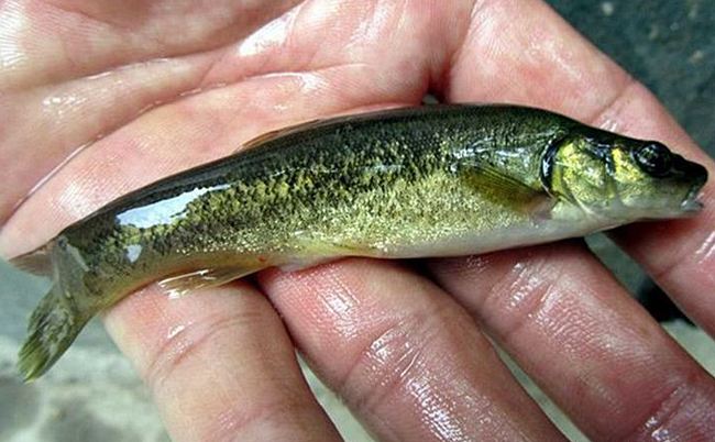 农村人爱吃的鱼,人称"奶包子",35元一斤,人工养殖效益高