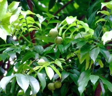 菩提树上菩提子?外行才这样说