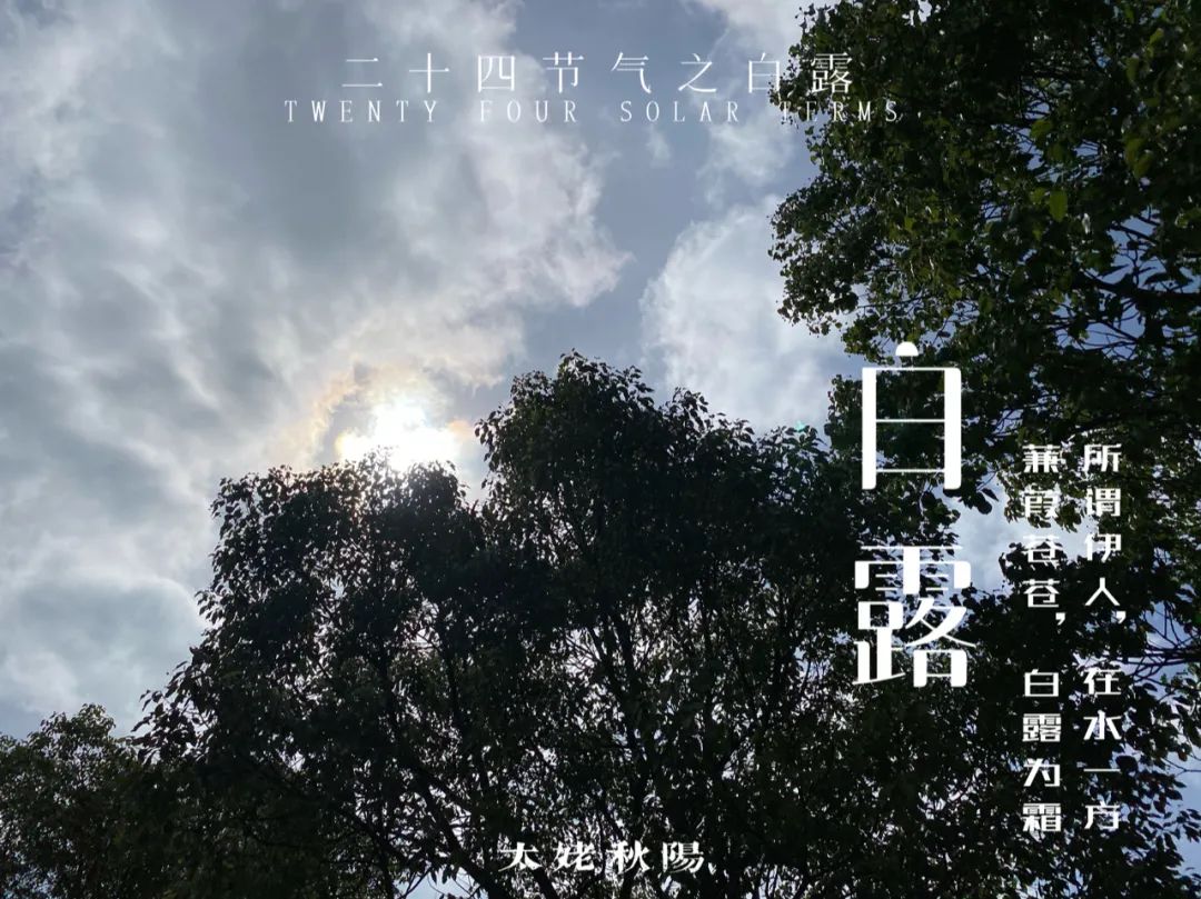 蒹葭苍苍，白茶生霜，在白露节，谱一曲2021年白露茶的丰腴甘润