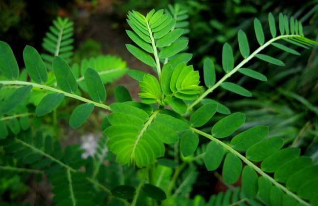 1种"野草"很少见,被称为"阴阳草",别去拔,越来越稀有!