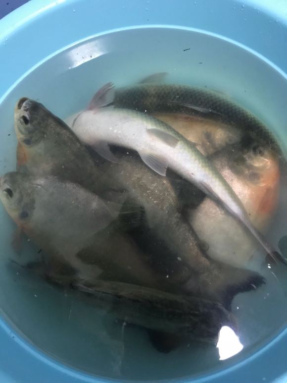 红鲳鱼多少钱一斤(深圳公园湖红鲳鱼泛滥) - 价格百科