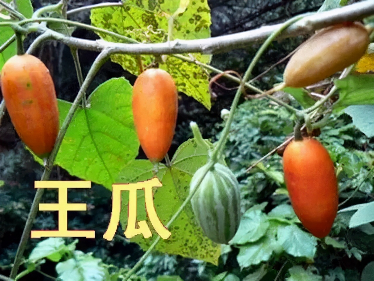 瓜蒌的可食部分