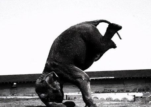 活体人鞭卖多少钱历史上唯一一头被处以绞刑的大象