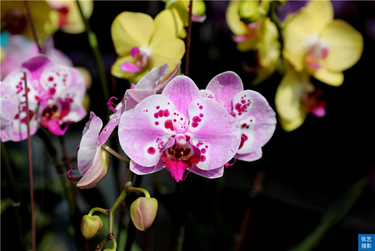 广州花卉批发市场(春节到,逛广州最大的岭南花卉市场,买盆年花就过年)