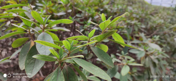 陪你一起看湖北省广水一中①——走进植物王国