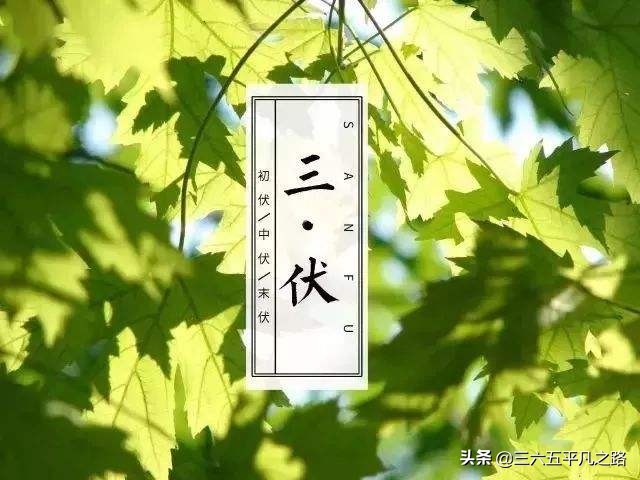 “头伏萝卜二伏菜，三伏里头种白菜”，三伏可种什么菜？答案来了