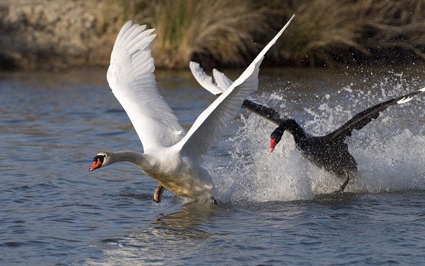 未知的未知，一个想要自杀的绑匪｜谈判中的黑天鹅