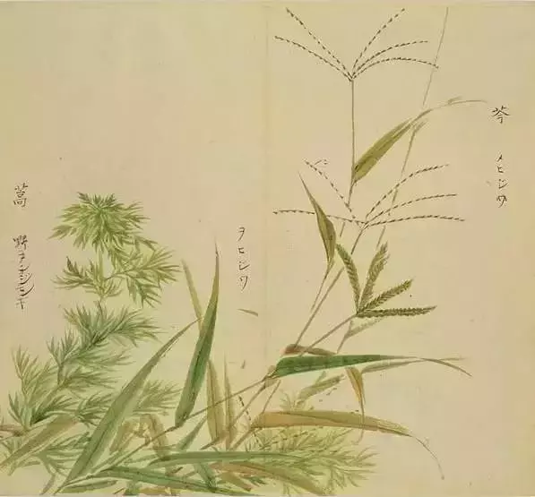 “桃之夭夭，灼灼其华”，《诗经》里那些名字好听的花花草草