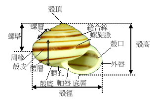 蜗牛的种类（带你来了解蜗牛的身体结构特征）