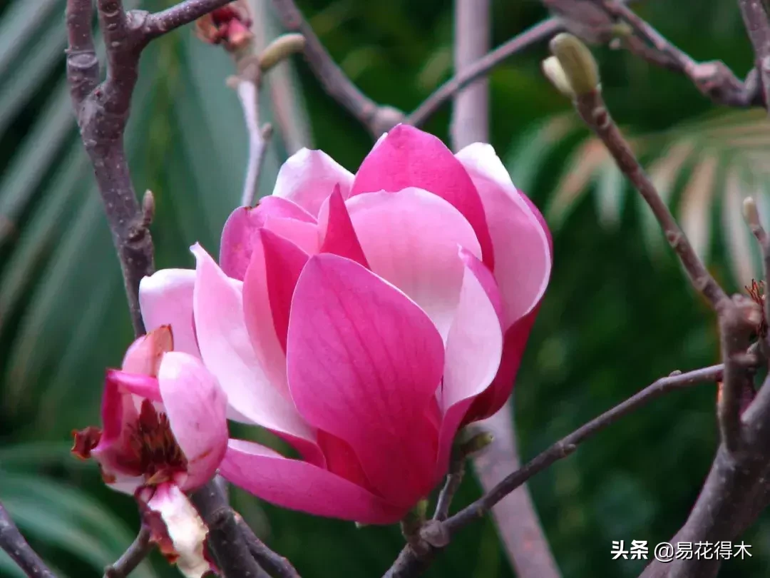 玉兰、紫玉兰、广玉兰、白兰花、木兰、望春、辛夷分别是什么花?