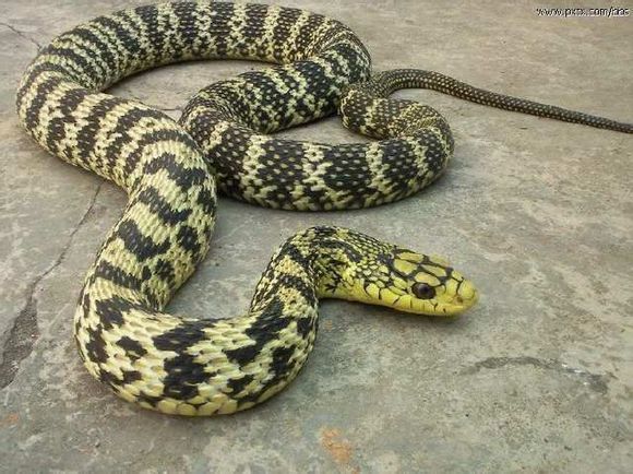 中国最常见的蛇类