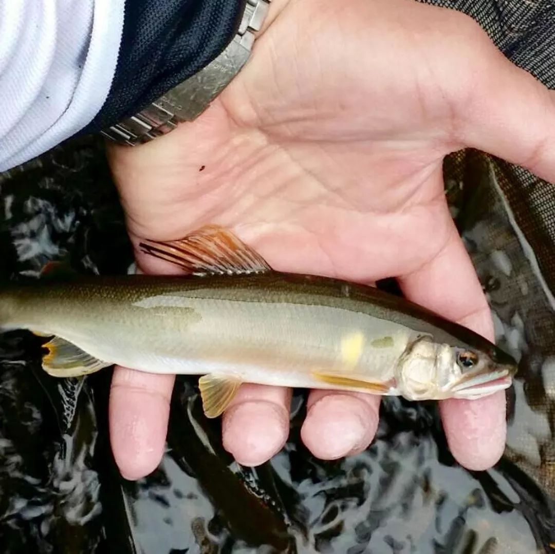 世界顶级淡水鱼类大全(下部)!