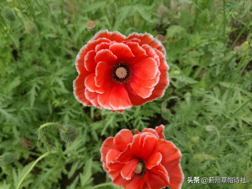 朝云暮雨|七绝•罂粟花|娇姿炫丽美人胎，摇曳妖娆妩媚腮